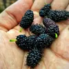 Les **fruits** du mûrier noir sont **petits**, mesurant environ **25 millimètres** de long, avec un pédoncule très court ou absent, ce qui les distingue des fruits du mûrier blanc.