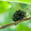 Contrairement au mûrier blanc, dont les fruits peuvent être de plusieurs couleurs, ceux du mûrier noir sont toujours **violet foncé ou noirs** à maturité.