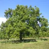 **Juglans regia**, ou noyer commun, est un **arbre de taille moyenne à grande** atteignant jusqu'à **30 mètres de hauteur** en peuplement, mais souvent **20 à 25 mètres** en solitaire.