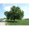 **Juglans regia** est originaire d'**Eurasie**, avec une aire naturelle de la **Chine à l'Europe occidentale**, en passant par l'Asie centrale, le Caucase, et les Balkans.