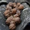 Les noix de **Juglans regia** sont largement utilisées en cuisine pour leurs **amandes oléagineuses** riches en huile.