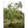 **Mespilus germanica**, communément appelé néflier, est un **petit arbre rustique** pouvant atteindre une hauteur de **5 à 6 mètres**.