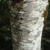 Cette transformation de l'écorce est un indicateur de l'âge de l'arbre, variant selon les conditions environnementales.