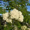 Les **fleurs** du **sorbier des oiseleurs** sont **blanc crème** et disposées en **corymbes denses**.
