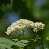 La **floraison** se déroule de **mai à juillet**, période de floraison de nombreuses autres plantes, favorisant la pollinisation croisée.