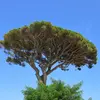 Cet arbre a une **longévité moyenne de 150 à 250 ans**, le rendant durable dans divers environnements.