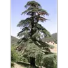 **Cedrus atlantica**, aussi appelé **cèdre de l'Atlas** ou **cèdre bleu de l'Atlas**, est un arbre **majestueux** atteignant **30 à 40 mètres de hauteur**.