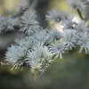 Les **feuilles** de **Cedrus atlantica** sont des **aiguilles** courtes (environ **2 centimètres** de long), **arquées** et **piquantes**.