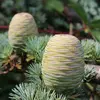 Les **cônes femelles** sont **ronds et larges**, mesurant environ **6 x 4 centimètres** et de couleur **gris-brun**.