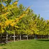 **Ginkgo biloba**, également appelé **arbre aux quarante écus**, peut atteindre une **hauteur moyenne de 30 mètres**, mais certains spécimens atteignent **40 mètres** en Chine.