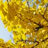 Le **Ginkgo** est un arbre dioïque, ce qui signifie qu'il existe des **individus mâles** et des **individus femelles**, chaque sexe ayant des organes reproducteurs distincts.