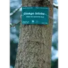L'**écorce** du **Ginkgo biloba** est **gris-brun** et **lisse** chez les jeunes arbres.
