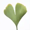 Les **feuilles** du **Ginkgo biloba** ont une **forme unique d’éventail** ou de **patte de canard**, avec une échancrure centrale, d'où le nom "biloba" (deux lobes).