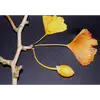 Le **Ginkgo biloba** produit des **pseudo-fruits ovoïdes** jaunes, souvent comparés à de petits abricots.