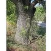 Dans les environnements favorables, le tronc peut atteindre un **diamètre de 30 à 45 centimètres** et être encore plus large dans les zones humides et fertiles.