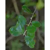 Le chêne vert est souvent appelé **"faux houx"** en raison de la ressemblance de ses feuilles avec celles du houx (*Ilex aquifolium*).