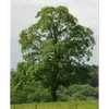 **Ulmus minor**, aussi connu sous les noms d'**orme champêtre, ormeau** ou **petit orme**, est un **grand arbre** pouvant atteindre **30 à 40 mètres de hauteur**.