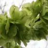 Les **fruits** de l'Ulmus minor sont des **samares** (fruit sec, à une seule graine), des structures en forme de pastille vert-clair apparaissant au printemps, facilitant la **dispersion par le vent** grâce à leur membrane ailée.