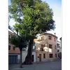 **Ulmus minor** est originaire d'**Afrique du Nord, du centre et du sud de l'Europe**, et est commun à des altitudes modestes sur des sols modérément calcaires.