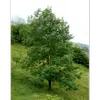 **Fraxinus excelsior** est largement répandu à travers l'**Europe**, du nord de la Scandinavie au bassin de la Volga en Russie, mais il est absent des régions méditerranéennes et de l'Afrique du Nord.