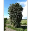**Ilex aquifolium**, ou **houx commun**, est un arbuste ou petit arbre à feuillage persistant, atteignant jusqu'à **25 mètres de hauteur**, bien que sa taille adulte soit généralement de **4 à 6 mètres**.