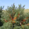 **Hippophae rhamnoides** est une espèce **pionnière** des **zones tempérées d'Europe et d'Asie**, adaptée à divers environnements, des **dunes côtières** aux **pentes montagneuses**.