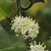 Les **fleurs** du houx sont petites, **blanches ou légèrement rosées**, et apparaissent en **mai-juin**.