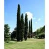 **Cupressus sempervirens**, ou **cyprès commun**, est connu pour sa **silhouette en colonne dense** atteignant **20 à 30 mètres de hauteur**.
