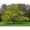 **Catalpa bignonioides**, aussi connu sous le nom d'**arbre aux haricots** ou **arbre à cigares**, est un arbre de **taille moyenne**, atteignant généralement **15 à 18 mètres de hauteur**.