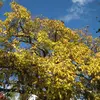 Les feuilles sont **caducifoliées**, tombant à l'automne après avoir pris une teinte **jaune verdâtre**.