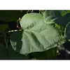 Quand les feuilles sont froissées, elles dégagent une **odeur désagréable**, ce qui aide à distinguer le catalpa d'espèces similaires comme le paulownia.