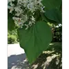 Les **feuilles** du catalpa sont **très grandes**, atteignant parfois **20 à 40 centimètres de longueur** et **20 centimètres de largeur** pour certaines variétés.