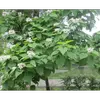 **Catalpa bignonioides** est originaire du **sud-est des États-Unis**, notamment des régions du **Mississippi, de la Géorgie, de l'Alabama, de la Floride et de la Louisiane**.