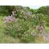 **Syringa vulgaris**, aussi connu sous le nom de **lilas commun**, est souvent un **arbuste** mais peut atteindre la taille d'un **petit arbre**, mesurant généralement entre **2 et 7 mètres** de hauteur.