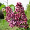 Les **fleurs** du lilas sont disposées en **grappes terminales** appelées **thyrses**, formant des panicules pyramidales denses mesurant **8 à 18 centimètres de long**.