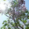 **Syringa vulgaris** est originaire de la **péninsule des Balkans**, où il pousse naturellement sur les **collines rocheuses**.