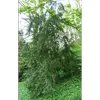 **Buxus sempervirens**, ou buis commun, est généralement un **arbuste à feuilles persistantes**, mais il peut atteindre la taille d'un **petit arbre de 3 à 5 mètres**, voire **12 mètres** dans des conditions idéales.