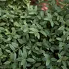**Buxus sempervirens** a une croissance **très lente** et peut vivre jusqu'à **600 ans** ou plus dans des conditions favorables.