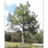 Ce chêne a une **couronne ample et claire**, donnant un aspect aéré, idéal pour les milieux ouverts comme les friches ou les bois clairs.