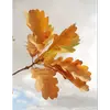 Les feuilles de cet arbre sont **marcescentes**, elles **sèchent** mais **restent accrochées** aux branches durant l'hiver, tombant au printemps avec les nouvelles feuilles.
