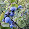 Les **fruits**, appelés **prunelles**, sont des **drupes globuleuses** bleu-noir, mesurant **1 à 1,5 centimètre** de diamètre.