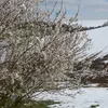 Le prunellier a une **longévité de 40 à 80 ans** et est extrêmement **résistant au froid**, pouvant survivre à des températures allant jusqu'à **-30°C**.