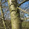 Son **tronc** est **gris-brun** et son écorce peut devenir **écailleuse** avec l'âge.