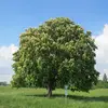 Le **marronnier d'Inde** est un **arbre dense et majestueux** pouvant atteindre une hauteur de **40 mètres**.