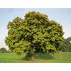Cet arbre peut **vivre plusieurs siècles**, avec une longévité atteignant souvent **150 à 300 ans** dans des environnements ruraux.