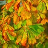 Les feuilles sont **opposées** sur le rameau et changent de couleur en automne, passant au **cuivre, jaune ou roux**.