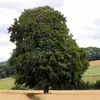 **Fagus sylvatica**, ou **hêtre**, est un **grand arbre** à feuilles caduques, de la famille des **Fagaceae**, proche du chêne et du châtaignier.