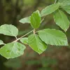 Les **feuilles** de **Fagus sylvatica** sont **simples, alternes et caduques**, de forme **ovale à obovale**, mesurant de **4 à 8 centimètres** de long et **3 à 6 centimètres** de large.