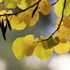 Les feuilles émergent avec une teinte bronze avant de devenir vert-bleu foncé et se transforment en **jaune cuivré à l'automne**.