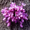 **Cercis siliquastrum** est un arbre **hermaphrodite** avec des **fleurs rose pourpre vif** qui apparaissent directement sur le tronc et les branches, un phénomène appelé **cauliflorie**.